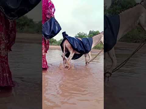 ركل الحمار المرأة