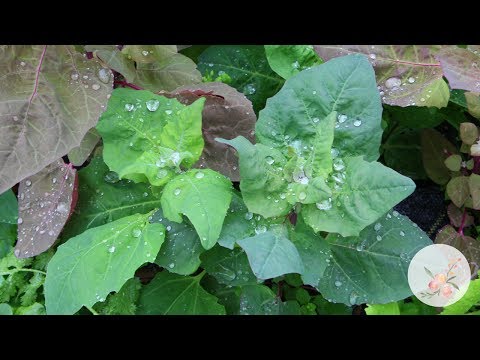 Video: Groeiende Orach-planten - Orach-plantinfo en tips over Orach-verzorging in tuinen