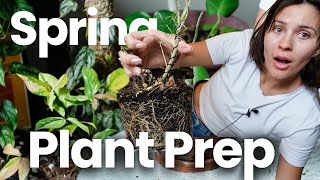 Small things I do to prepare my plants for Spring Growth! | Spring Houseplant Prep