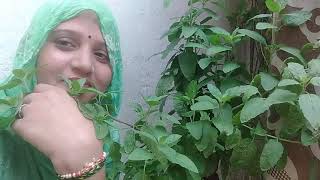 New Vlog Bhabi Ji Ruchi Yadav Super Fast Video Viral Bhabi Ji Ruchi Yadav Hard Work