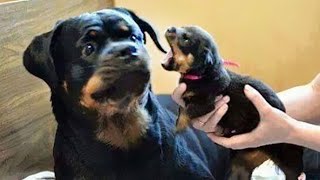FUNNIEST CAT AND DOG VIDEOS 2023 😺🐶 #80 by AAZ Pets 3,346 views 5 months ago 9 minutes, 58 seconds