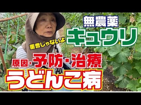 重曹を使わないキュウリのうどんこ病対策【無農薬】【うどんこ病】【肥料】【水やり】【夏すずみ】【きゅうり】【育て方】【栽培方法】【有機農法】