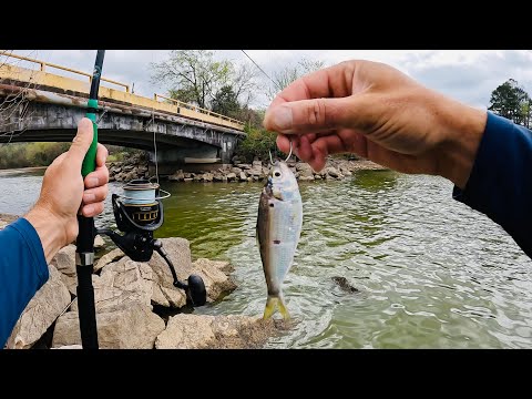 Springtime Fishing For Big Catfish With Shad
