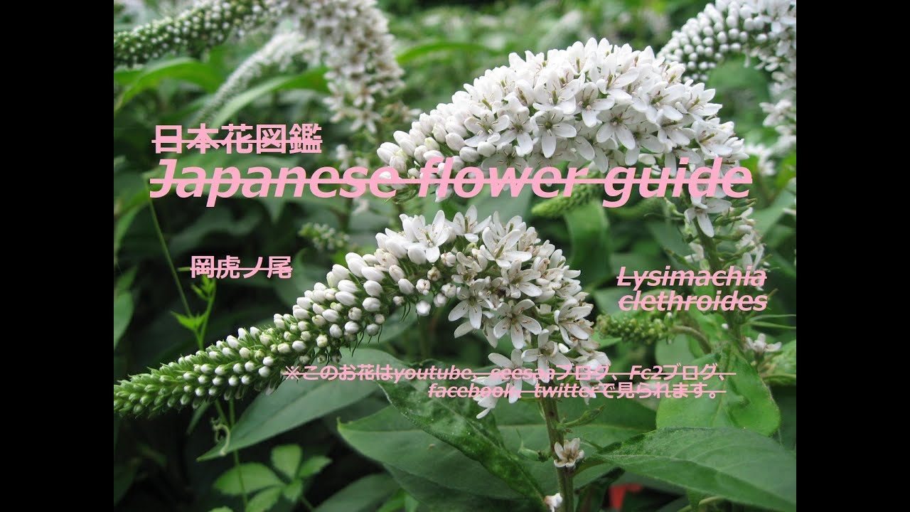 この虎の群れは What Is This Flock Of Tigers 岡虎ノ尾 おかとらのお Lysimachia Clethroides 季節の花 日本花図鑑 Youtube