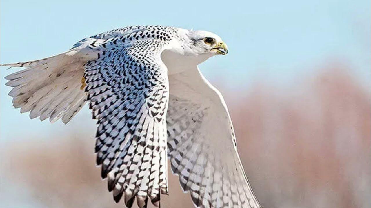 Белый кречет птица. Белый кречет птица. Камчатский сокол кречет. Птица камчатский кречет. Белый кречет птица.