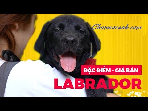 Video: Thông tin giống chó Labrador Retriever | Người mai mối Doggie