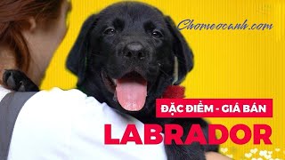 Giống chó Labrador Retriever giá bao nhiêu tiền, Mua bán chó tha mồi Lab con ở đâu? Chomeocanh.com