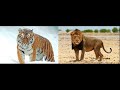 Tigre siberiano atual vs leo da nambia e etc actual siberian tiger vs namibian lion e etc