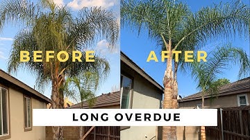 Tree Removal and Queen Palm maintenance (pruning)