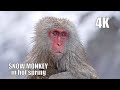 Японские обезьяны не боятся мороза и обожают горячие источники, 4K