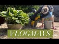 Vlogmays a happily busy day in my english country garden featuring a prancing poodle and a mole