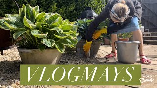 🌱Vlogmays🌱 A happily busy day in my English Country Garden. Featuring a prancing poodle and a mole.