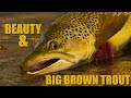 Beauty & Big Brown Trout - 3 hrs on a Brown Trout Stream