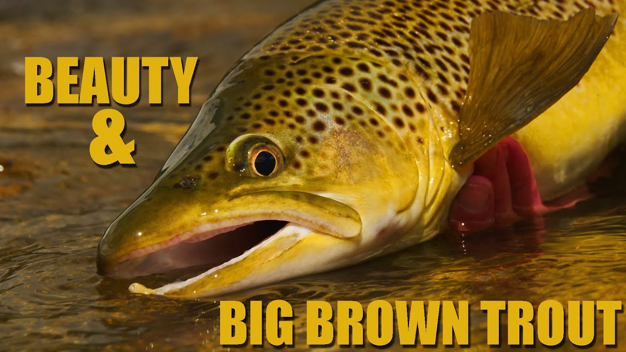 Beauty & Big Brown Trout - 3 hrs on a Brown Trout Stream 