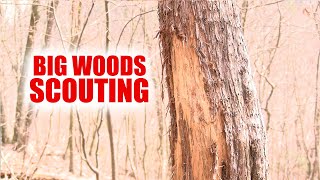 BIG WOODS DEER SCOUTING - FINDING MOUNTAIN BUCK BEDDING RUBS