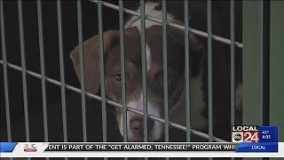 Celebrity Memphis Animal Services establish animal behavior hotline Wealth