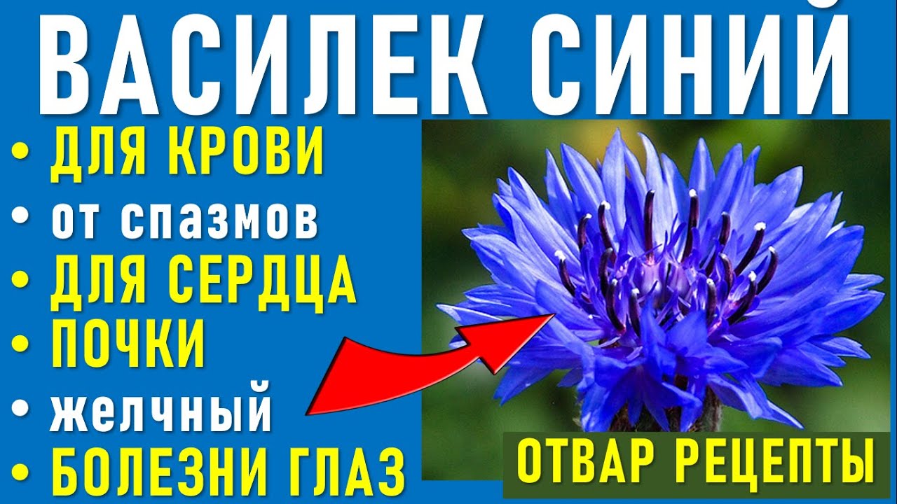 Синий василек предложение. Василек синий в медицине. Голубой цветок Василек. Василек синий лекарственные средства. Василек синий лекарственное растение.