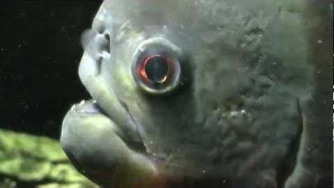 Piranha
