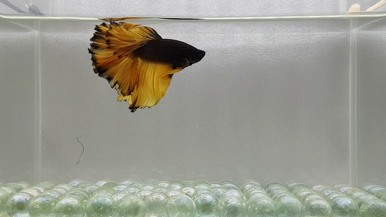 Male Betta M165 Mustard Gas Black Rim Large Tail Premium Rare YouTube
