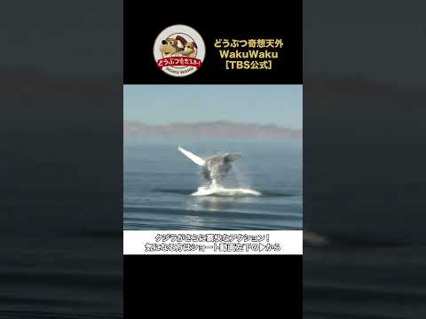 どうぶつ奇想天外・WakuWaku【TBS公式】 最新動画 カリフォルニア湾で撮影！ザトウクジラの豪快ジャンプ！【どうぶつ奇想天外／WAKUWAKU】