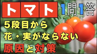 失敗しない ミニトマトの育て方 2本仕立て 17本動画 19年 マッキーブログ