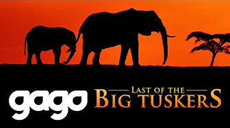 Can We Save Them? The Fight to Save Earth’s Largest Elephants | Last Of The Big Tuskers | Crisis