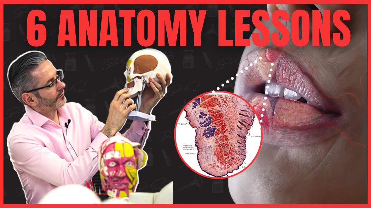 Top 6 Aesthetics Anatomy Lessons - YouTube