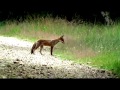 Fox hunting in the new forest