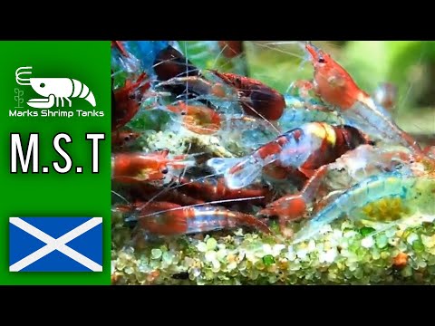Blue Rili Shrimp - MY BEST SELLING SHRIMP