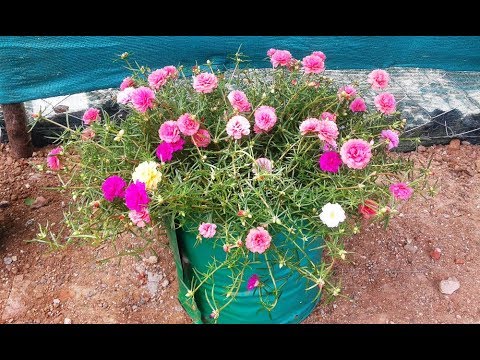 Moss Rose Table Rose Portulaca Grandiflora Sun Rose Mexican Rose 11 O Clock Youtube