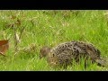 female ringneck pheasants@ One Tree Hill