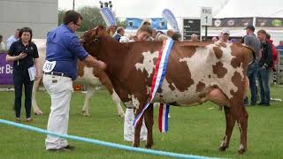 Quick look at the 2023 Balmoral Show Ayrshire Champion - Beechmount Russet 9 (VG89)