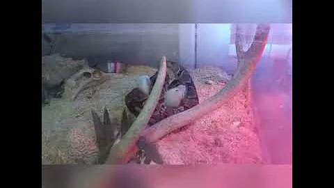 Sir hiss feeding
