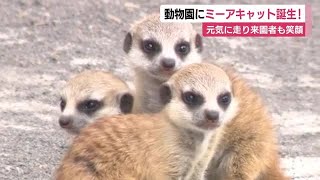 ミーアキャット(植毛) 赤ずきんちゃん 不思議の国のアリス お寿司屋