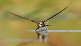 Top 5 Best Mirrorless Camera For Bird Photography