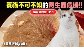 【養貓不可不知的寄生蟲危機】貓奴急診室EP.9 志銘與狸貓