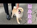 残り僅かとなった福島での生活を楽しむポメラニアンのポメくん