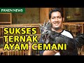 Kisah Sukses Milenial Bisnis Ternak Ayam Cemani | Inspirasi Bisnis | Panen News