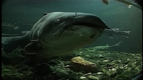 KCCI Archive: Iowa couple reels in 95-pound catfish