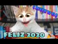 🤣 Mejores Videos de Animales Graciosos 2021 🐱🐶 Intenta no Reír [NUEVO]