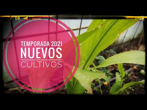New crops for the 2021 season: 🥵 Scorpion Giallo & Turmeric 💪 Vlog || Chapter 👉 112