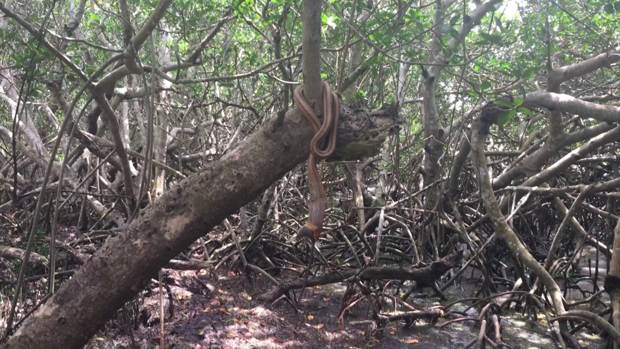 camera iphone 8 plus apk April 2017 Everglades Rat Snake Eating A Rat
