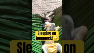 Lucky So Lazy Sleeping on Hammock! 😂🐶 Rottweiler Puppy Chill Moment #Shorts #CutePuppy