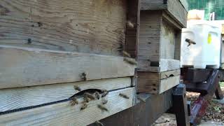 Honeybee Bee Hive Entrance 3 Hours 50% Speed Slow Motion 4K