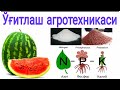 Тарвузни озиқлантириш хақида агромаслахатлар №3