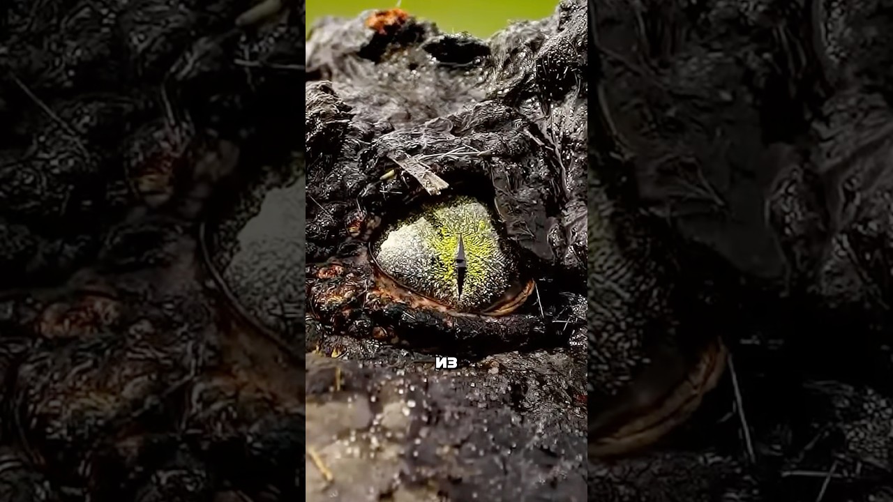 Глаза крокодила - имба 