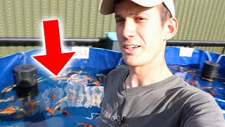 Koi Farm Open Day Preview September 2023 | Sams Vlog #01
