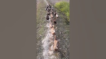 Thousands of ducks released to protect Thai rice fields from pests | Bird And Animal  P747