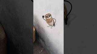 #dance #funny #comedydance #danceperformance #cute #birds #owl #owl #comedy #love #laughnonstop