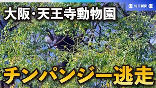 大阪・天王寺動物園から逃走のチンパンジー確保　園内の木で発見